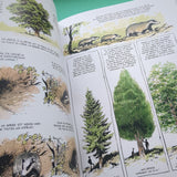 La vie secrète des arbres
