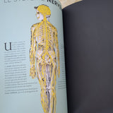 Anatomie