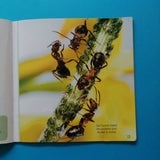 Les Docs Ribambelle. Les fourmis