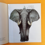 Mes livres magiques. Cache-cache avec l'éléphant